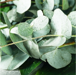 Eucalyptus Leaf Oil