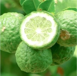 Bergamot Fruit Oil