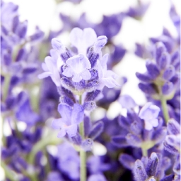 Lavender Spike Flower Oil