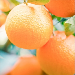 Orange Peel Oil