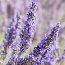 Lavender Oil
