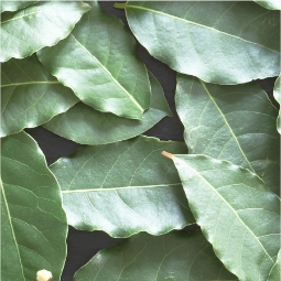 Laurel Leaf Oil